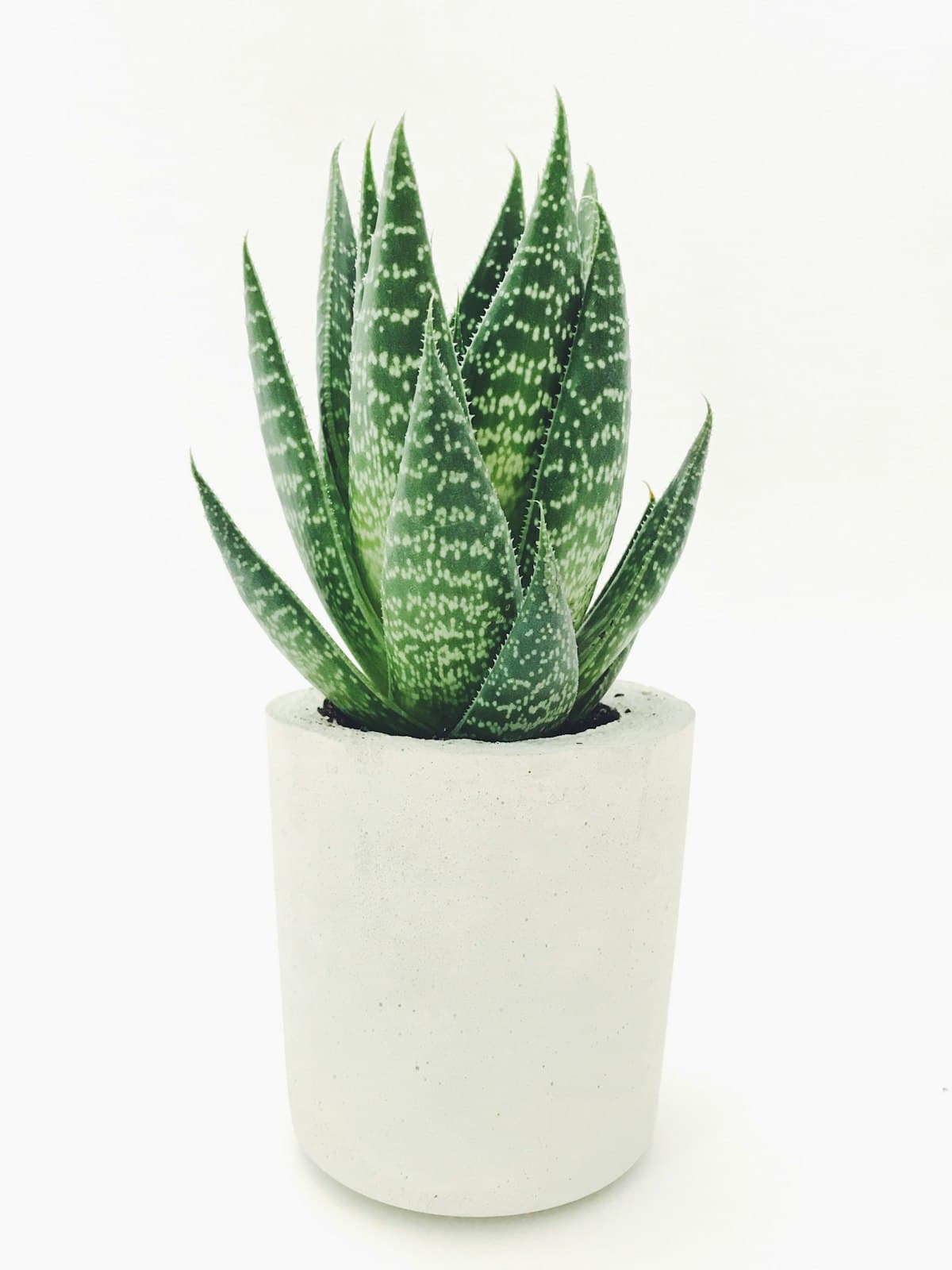 Aloe plant, natural support for healing